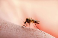Breakthrough malaria antibody shows strong protection in first human trial
