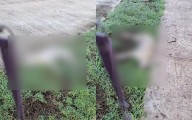 Crueldad animal en Gran San Pedro Cholul: envenenan a diez perros y un zorrillo