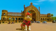 Lucknow mandates licence for pet cats, Rs 1,000 fine for noncompliance