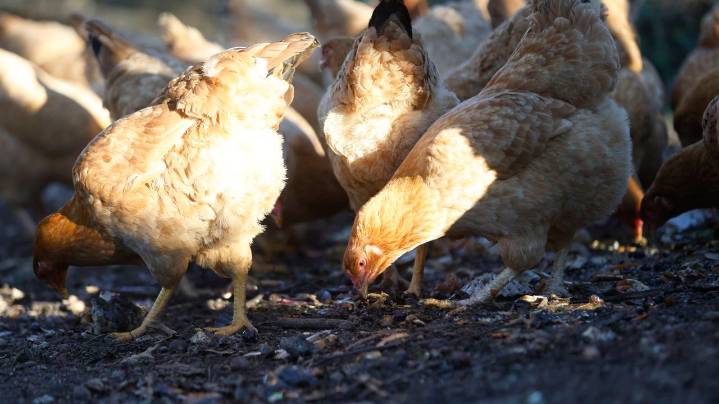 Castilla y León declara un foco de gripe aviar en una granja de gallinas en Olmedo