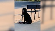 Georgia Dog Abandoned On A Bench In The Scorching Heat Finally Finds Her Perfect Match