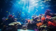 Peces payaso y anémonas en riesgo de extinción por el calentamiento global