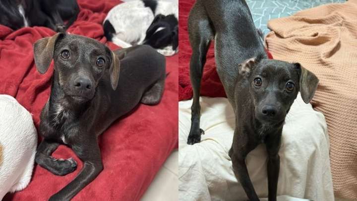 Un joven ofrece una recompensa millonaria por 'Marrona', su perrita