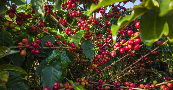 Denuncian pérdidas millonarias en Agricultura