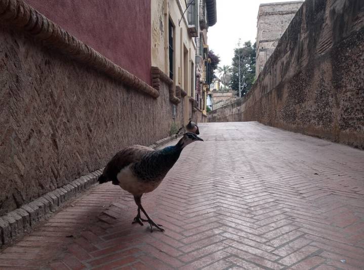 Salud ve riesgo “muy bajo” de contagio tras aparecer aves muertas en una guardería
