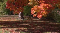Milwaukee announces fall leaf rake-out and collection schedule 🍂