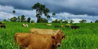 Lechería: pasturas adaptadas para sostener leche todo el año en Misiones