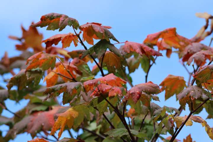 Scene in Edmonds: Around town
