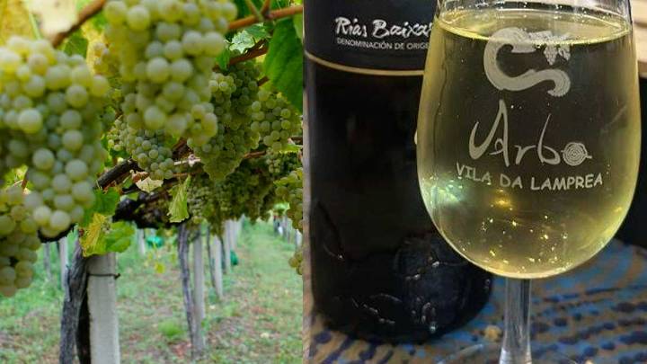 Enoturismo en Arbo: una experiencia única entre vino, tradición y paisaje