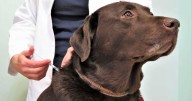 Rabia en México: aunque está eliminada en perros, persiste riesgo en animales silvestres