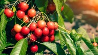 The Right Time To Prune A Cherry Tree For The Sweetest Harvest
