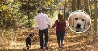 Estas son las razas de perros más amigables: ¿sabes cuáles son?