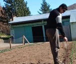 Miles de tulipanes florecen en Huinganco y se preparan para el Día de la Madre