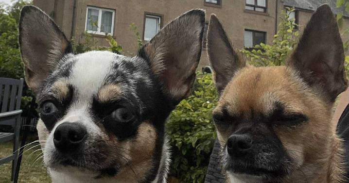Edinburgh mum and daughter in frantic bid to save chihuahua washed out to sea