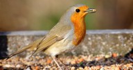 Giving robins, bluetits and blackbirds one food in September will keep them coming back'