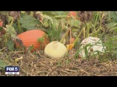 Long Island pumpkin crop thrives as fall season kicks off