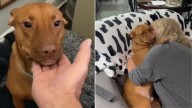 Florida Dog Abandoned As A Baby Learns To Love With The Family Who Saved Him