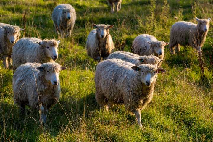 ‘People would rather buy 20 synthetic jumpers than a woollen one that would last them a lifetime’: The British wool trade today