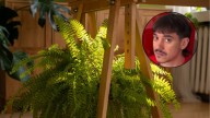 Nacho Legeren, experto en plantas: “Los helechos necesitan un lugar que sea bastante húmedo”