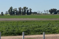 Tiene 20.000 hectáreas. Una empresa de capitales italianos marcó un hito en una región agrícola argentina