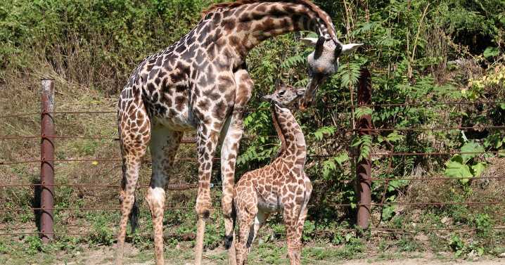 There's a new baby giraffe at Boston's Franklin Park Zoo and you have the chance to name it