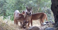 Mother of two mountain lion cubs struck and killed on State Route 74