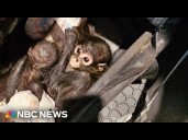 Surge in confiscated animals pushes zoos to the brink leading to calls for new funding