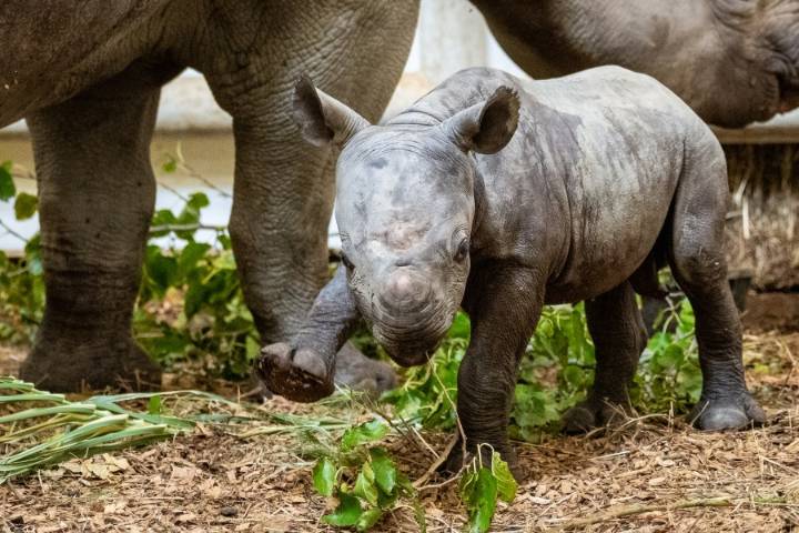 Why Cleveland zoo calls new rhino calf 'symbol of hope'