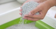 Drivers urged to put cat litter on their car to stop common problem
