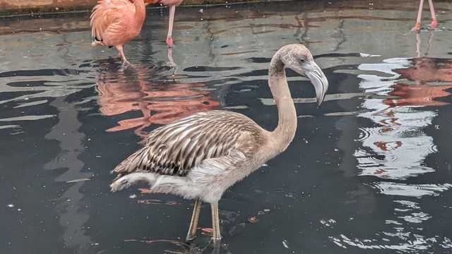 Omaha's Henry Doorly Zoo says health concerns led to flamingo chick's 'peaceful passing'