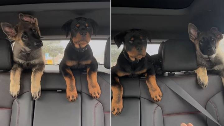 Tennessee Puppies Take Their First Ever Car Ride And Leave Everyone Laughing With Delight