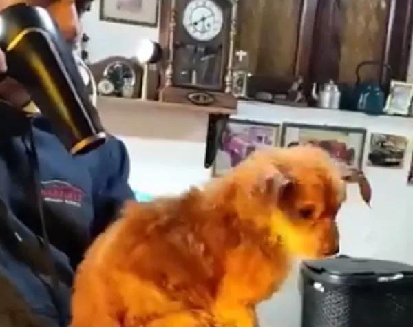 Perrito rescatado de la basura: El doloroso relato de quien lo salvó y asistió