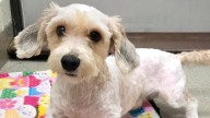 Virginia Beach SPCA cares for rescued dogs