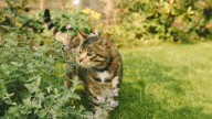 The Deadliest Plant In The U.S. That Every Homeowner Should Know About