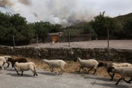 Spain’s summer of wildfires fuels calls for better forest management