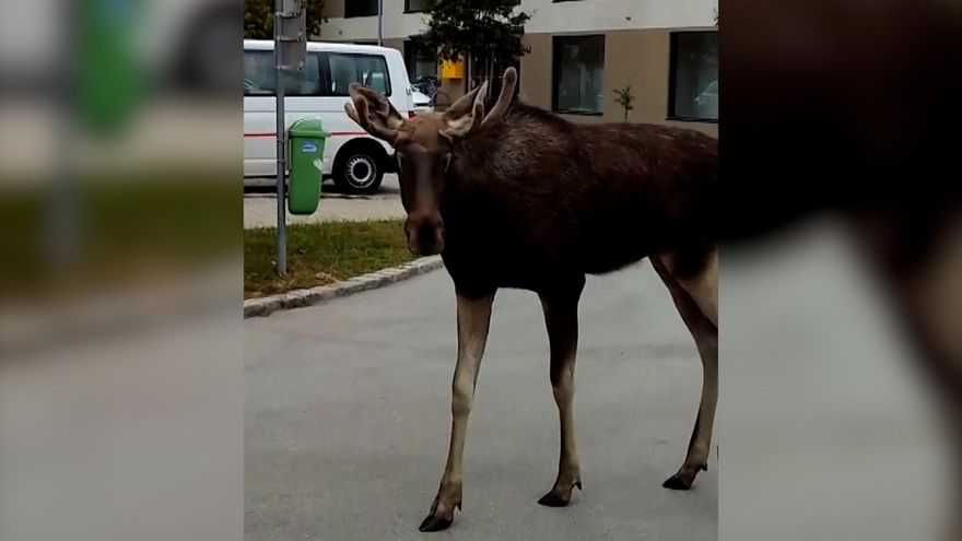 El alce “Emil” paraliza una ciudad en Austria y se hace viral
