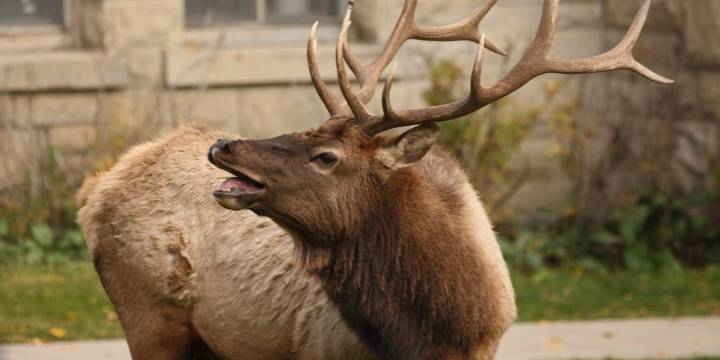 VIDEO: Elk extra aggressive as they look for love ahead of fall season