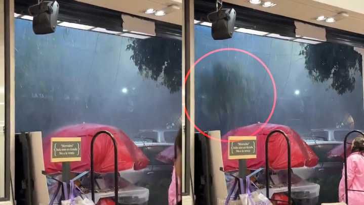 Captan caída de árbol en Coyoacán por racha de fuertes vientos y lluvia
