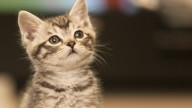 Llevas toda la vida intentando ganarte a los gatos de la forma incorrecta: la ciencia revela el único truco que funciona