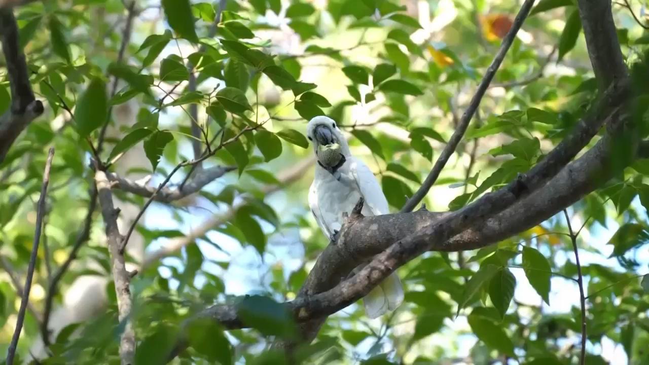 Nest boxes help survival of Yellow
