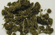 Raids Target Illegal Marijuana Grows In Bay Area