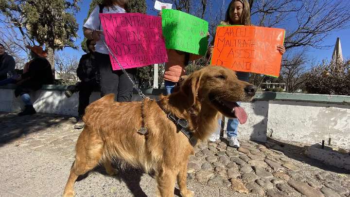 Caminarán de Chihuahua a Ciudad de México por el bienestar animal