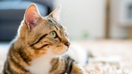 Maullidos, ronroneos y café: cafeterías “gatunas” donde los clientes pueden interactuar con los felinos y adoptar
