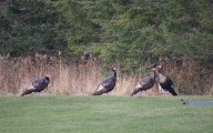 Maine fall turkey season opens Monday  
