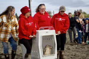 Tango The Seal Returns To The Wild In Kenai’s Final Release Of The Season