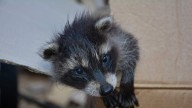 WATCH: Nurse Saves Drunk Baby Racoon By Giving It CPR