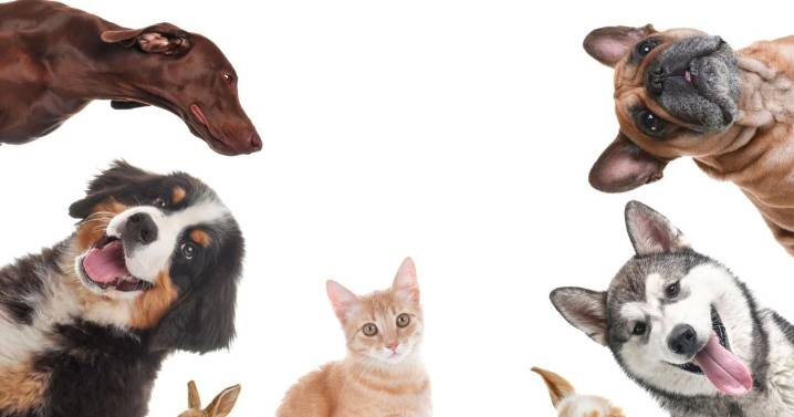 Find loveable pals to join the family at Iredell County Animal Services