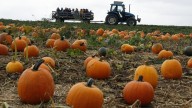 Most unique pumpkin patches across the Northeast