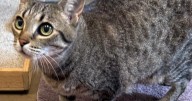 HCH Pet of the Week: Dumpling