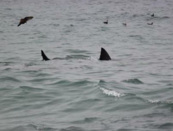 Juvenile Airlifted To Miami Hospital Following Reported Shark Bite In The Florida Keys